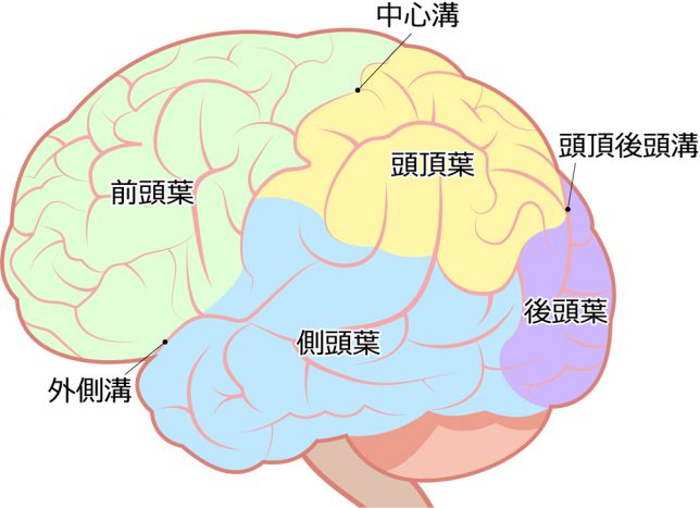 ウィルパワーは前頭葉から出ます。